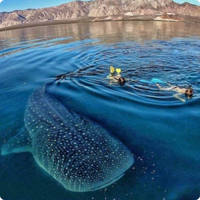 Swim with the majestic Whale Shark